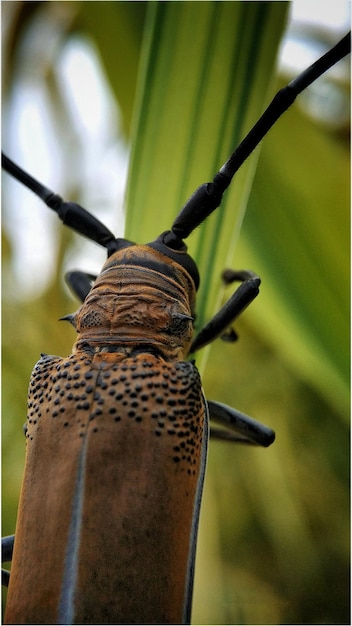 Foto retrato em close-up de um lagarto