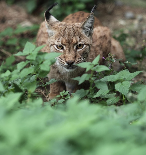 Foto retrato em close-up de um lince eurasiático lynx lynxxa