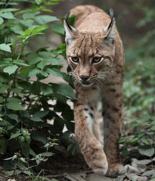 Retrato em close-up de um lince eurasiático Lynx lynxxA