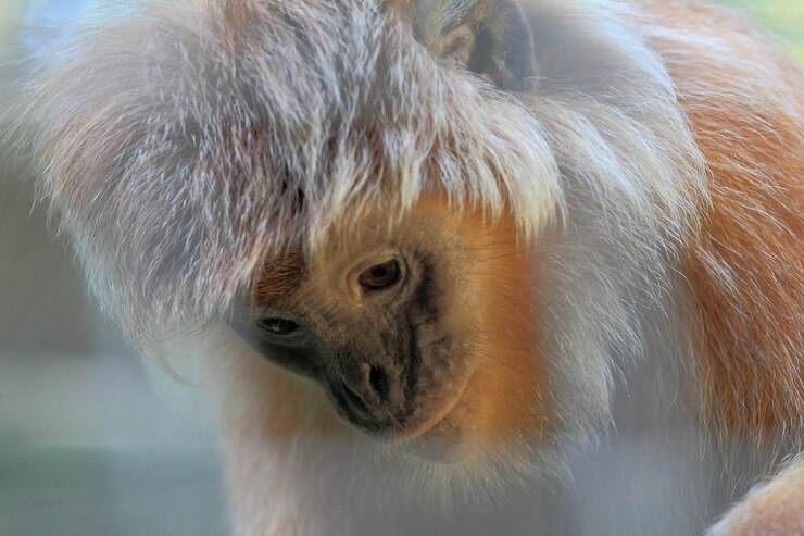 Foto retrato em close-up de um lutung javanês