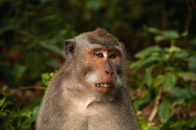 Foto retrato em close-up de um macaco olhando para longe