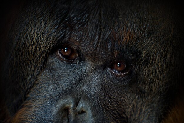 Foto retrato em close-up de um orangotango