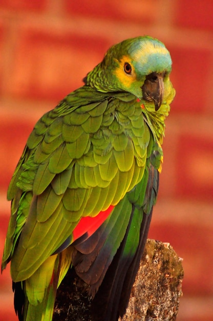 Foto retrato em close-up de um papagaio