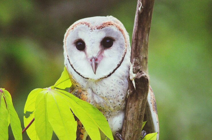 Foto retrato em close-up de um pássaro empoleirado ao ar livre