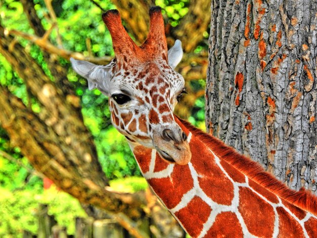 Foto retrato em close-up de um tronco de árvore na floresta