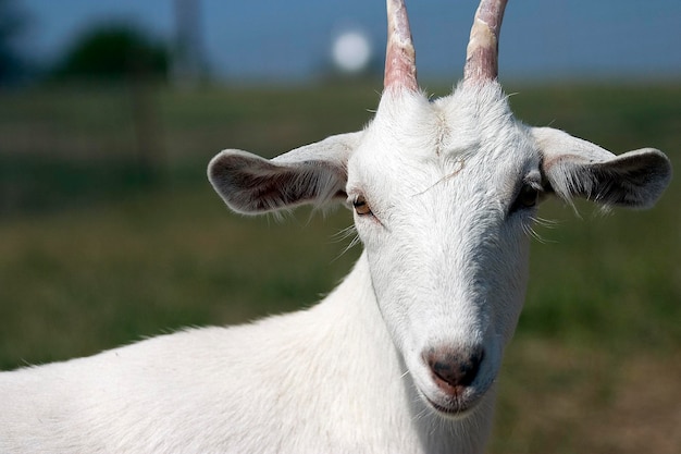 Retrato em close-up de uma cabra no campo