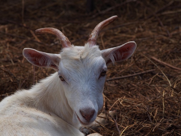 Retrato em close-up de uma cabra relaxando em uma fazenda