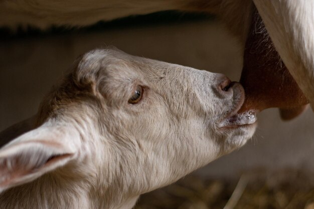 Retrato em close-up de uma cabra sugando o úbere da mãe. conceito de vida animal em uma fazenda