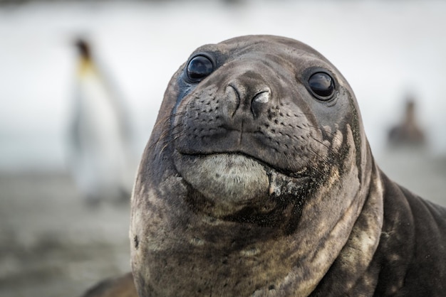 Retrato em close-up de uma foca