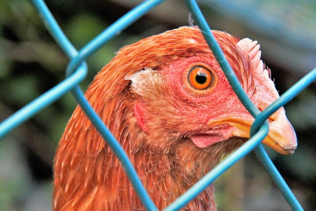 Foto retrato em close-up de uma galinha vista através de uma cerca