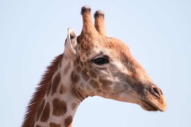 Retrato em close-up de uma girafa contra um céu claro