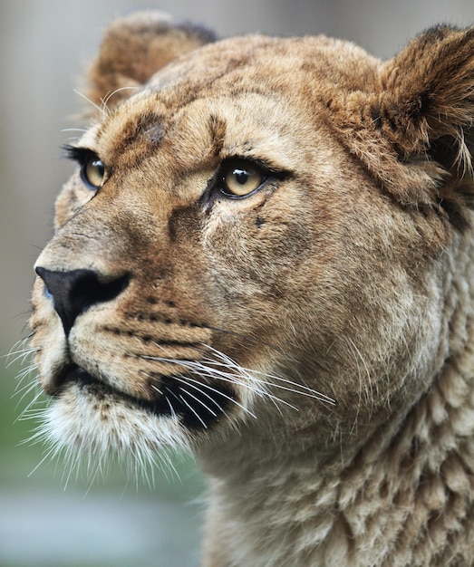 Retrato em close-up de uma majestosa leoa Panthera Leo na natureza