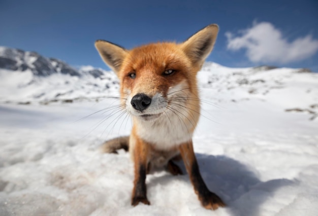 Retrato em close-up de uma raposa em um campo coberto de neve
