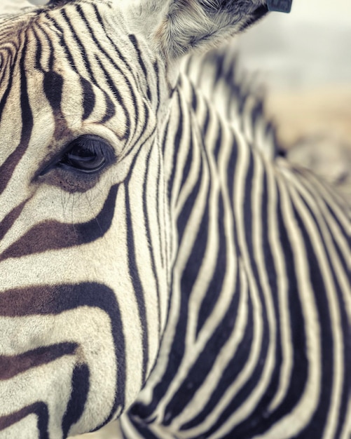 Foto retrato em close-up de uma zebra