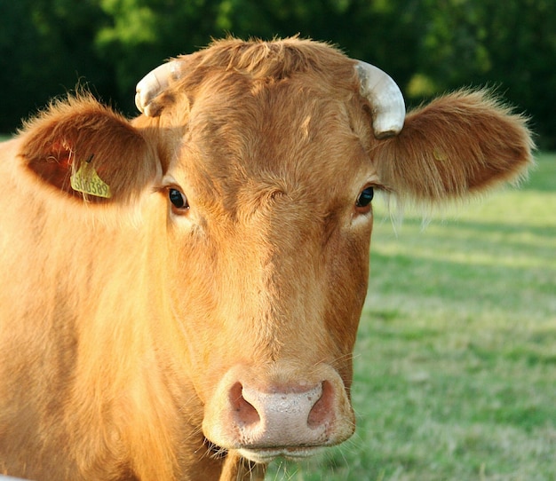 Retrato em close-up de vaca castanha