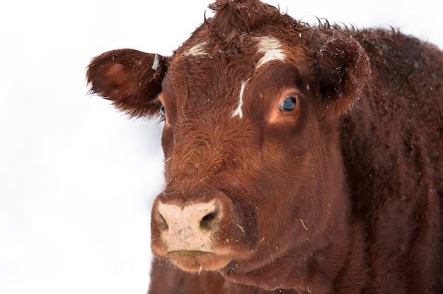 Retrato em close-up de vaca contra fundo branco