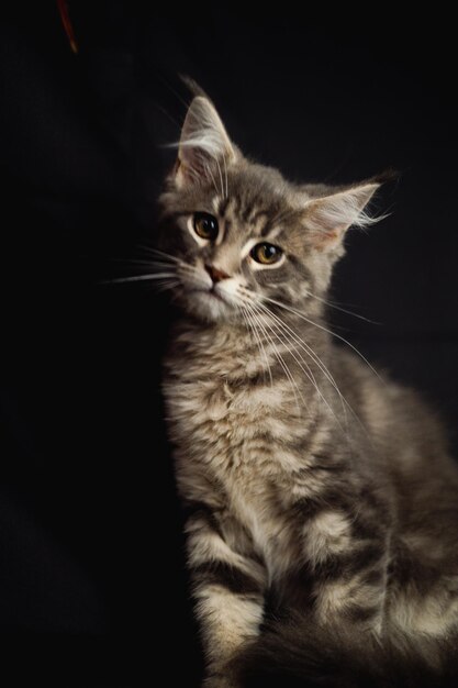 Retrato em close-up do adorável gato Maine Coon Olhando para cima isolado em fundo preto Vista frontal