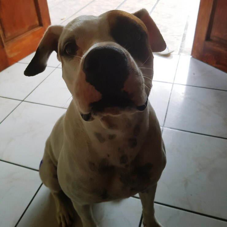Foto retrato em close-up do cão em casa