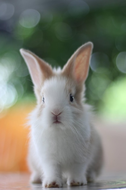 Foto retrato em close-up do coelho