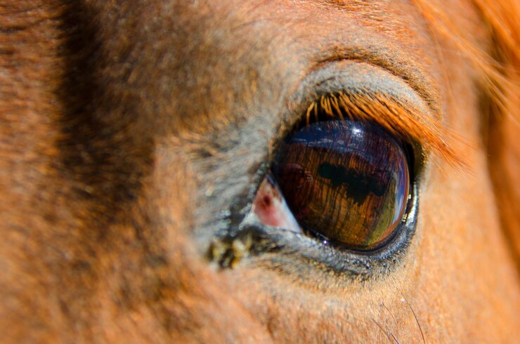 Foto retrato em close-up do olho do cavalo