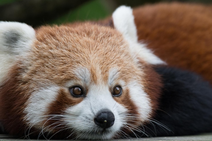 Foto retrato em close-up do panda vermelho