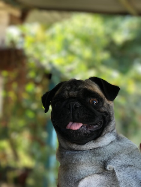 Foto retrato em close-up do pug