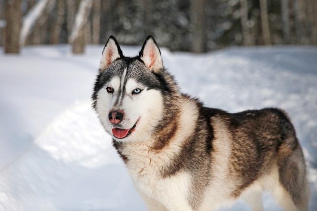 Retrato em close-up em preto e branco de um cão husky siberiano na neve Husky com olhos multicoloridos