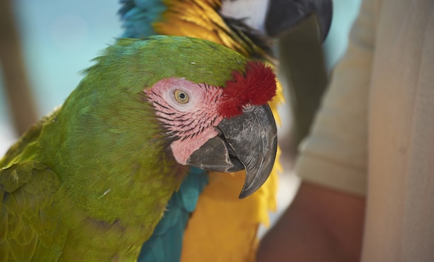 Retrato em primeiro plano de um papagaio verde com um olho voltado para o ponto de recuperação