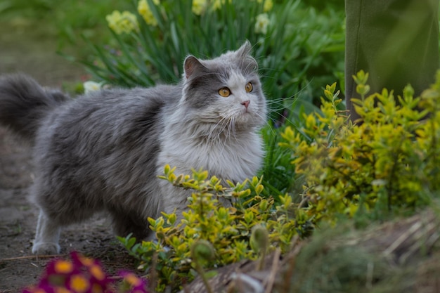 Retrato emocional do gato da primavera Gato no jardim da primavera