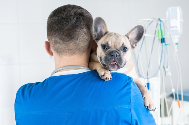 Retrato de un encantador Bulldog Francés sentado en los brazos de un médico. Vista desde atrás. Publicidad de clínicas veterinarias