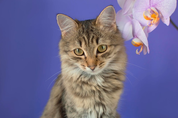 Retrato de un encantador gato rayado gris sobre un fondo morado El concepto de mascotas Gato divertido con una flor En blanco para la venta de carteles publicitarios clínica veterinaria Espacio para copiar Mascota curiosa