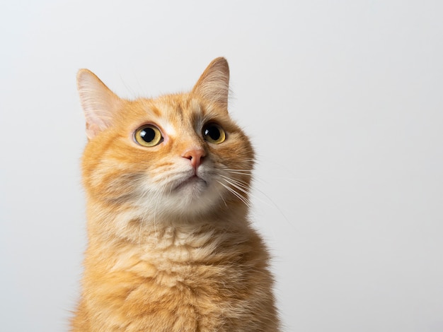 Retrato de un encantador gato rojo que parece sorprendido en blanco