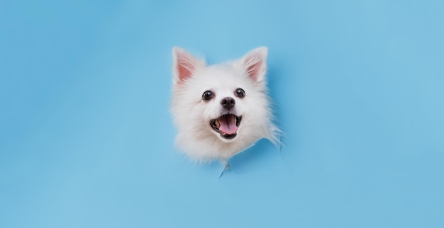 Retrato de un encantador perro Pomerania blanco sale del agujero en un fondo de color Haga espacio para el texto Fondo de pantalla horizontal de gran angular o banner web