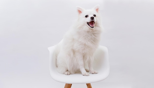 Retrato de un encantador perro Pomerania blanco sentado en una silla Fondo gris Hacer espacio para el texto Fondo de pantalla horizontal de gran angular o banner web