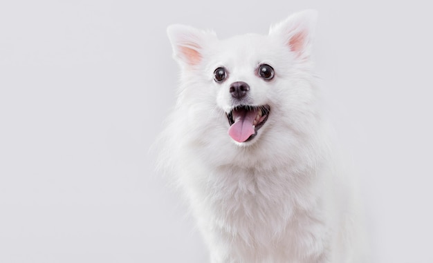 Retrato de un encantador perro Pomerania blanco sobre un fondo blanco Haga espacio para el texto Fondo de pantalla horizontal de gran angular o banner web