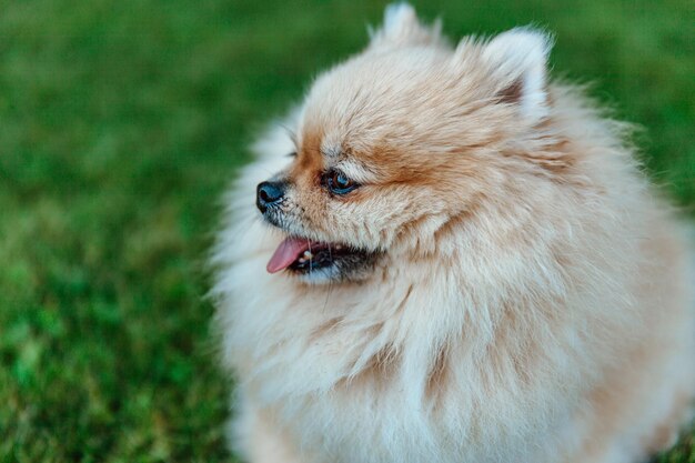 Retrato de un enfoque suave de Pomerania Spitz