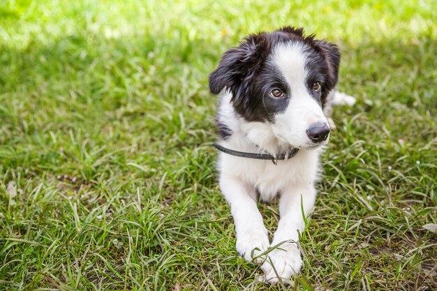 Foto retrato engraçado ao ar livre do filhote de cachorro border collie sorridente fofo deitado no fundo da grama