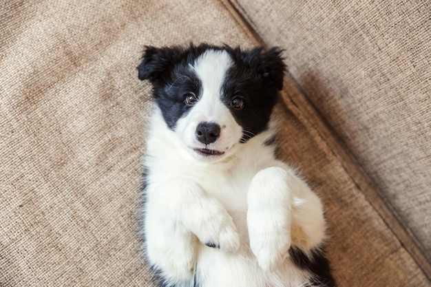 Retrato engraçado de border collie sorridente bonito cachorrinho no sofá. Novo adorável membro da família cachorrinho em casa olhando e esperando. Cuidados com animais de estimação e conceito de animais