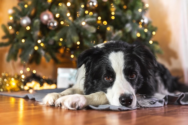 Retrato engraçado de cachorrinho fofo border collie com caixa de presente e luzes de guirlanda desfocadas deitada perto da árvore de Natal em casa dentro de casa Preparação para férias Feliz conceito de tempo de Natal