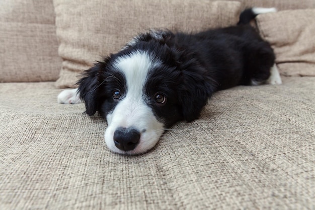 Retrato engraçado de cachorro smilling bonito cachorro border collie em casa