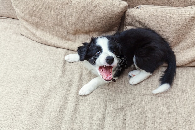 Retrato engraçado de cachorro smilling bonito cachorro border collie em casa