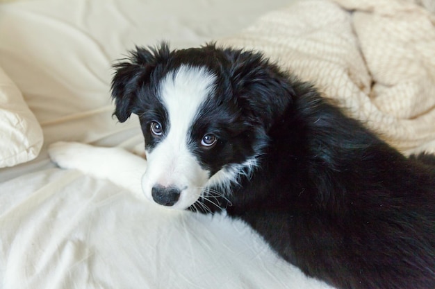 Retrato engraçado de cachorro smilling bonito cachorro border collie na cama em casa