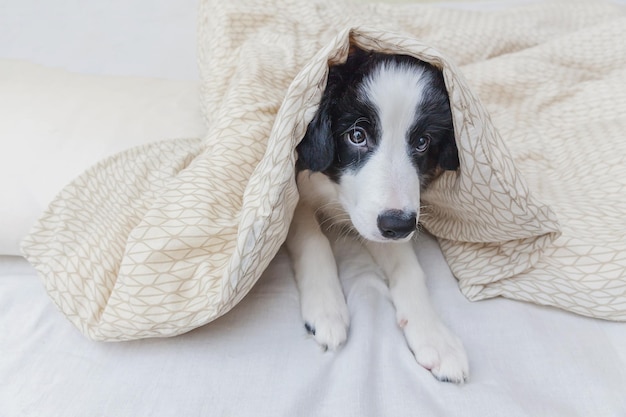 Retrato engraçado de cachorro smilling bonito cachorro border collie na cama em casa