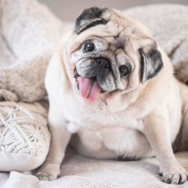 Retrato engraçado de cachorro velho sentado Belo sorriso marrom pug para a câmera Conceito de dono de animal e estilo de vida doméstico Melhor amigo para sempre amizade canina