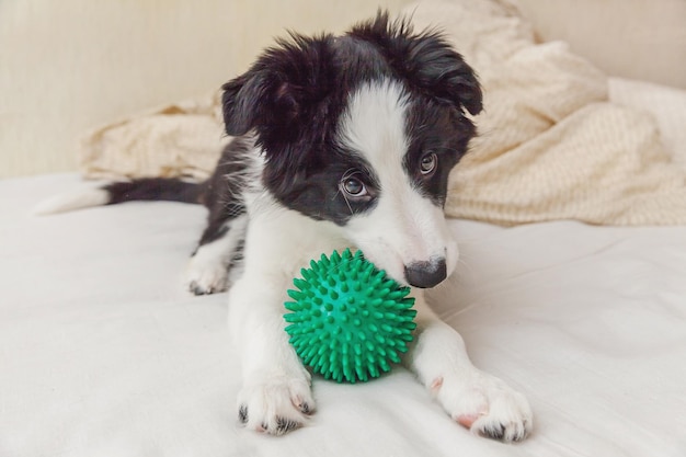 Retrato engraçado de filhote de cachorro bonito border collie deitado no cobertor de travesseiro na cama e brincando com bola de brinquedo verde