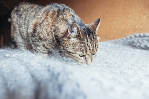 Retrato engraçado de gato malhado doméstico arrogante de pêlo curto relaxando em casa dentro de casa