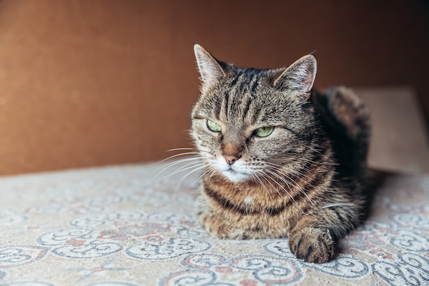 Retrato engraçado de gato malhado doméstico arrogante de pêlo curto relaxando em casa dentro de casa