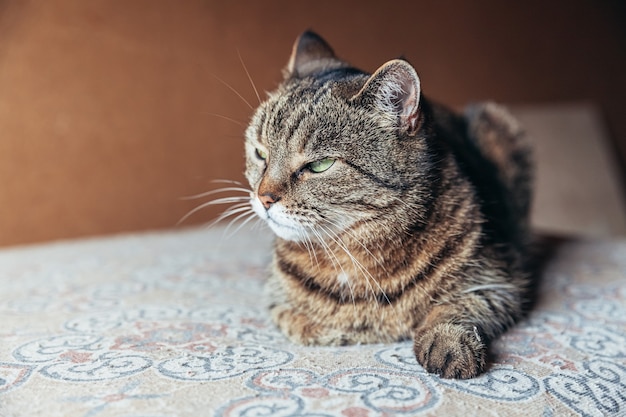 Retrato engraçado de gato malhado doméstico arrogante de pêlo curto relaxando em casa