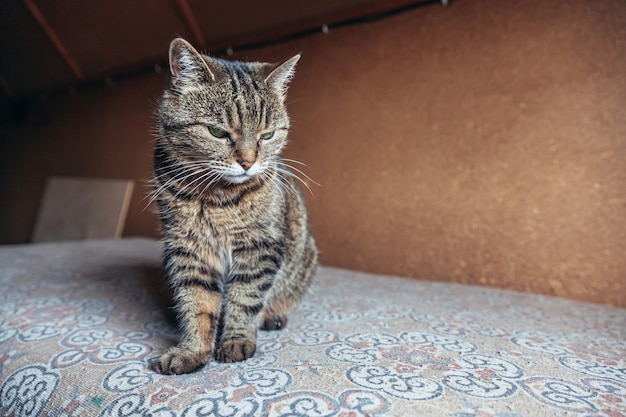 Retrato engraçado de gato malhado doméstico de pelo curto arrogante relaxando em casa