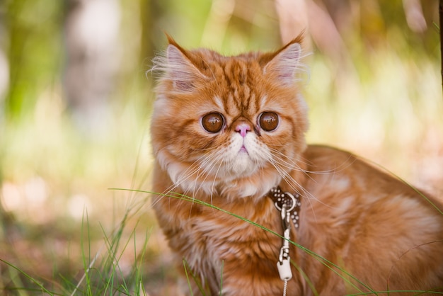 Retrato engraçado de gato persa vermelho com uma coleira andando no quintal